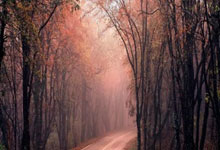 摩纳哥主场大胜，斩获四连胜